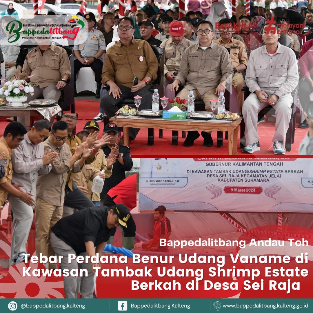 Kepala Bappedalitbang Prov. Kalteng Tebar Benur Udang Vaname di Kawasan Tambak Udang/Shrimp Estate Berkah Sukamara